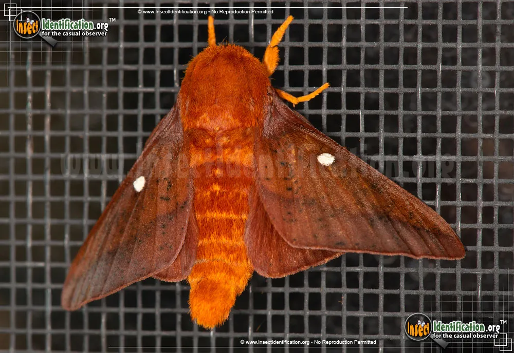 Pink-striped Oakworm Moth - photo 5