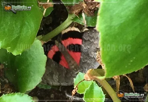 Pink Underwing Moth - photo 2