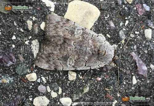 Pink Underwing Moth - photo 4