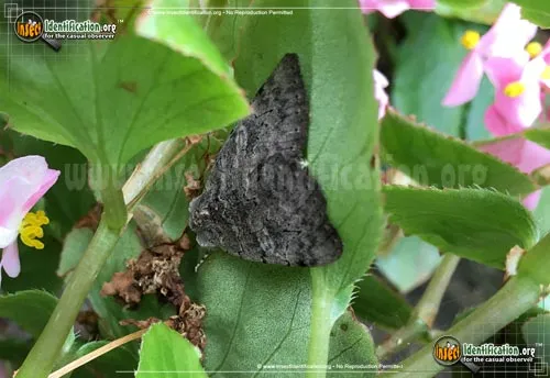 Pink Underwing Moth - photo 6