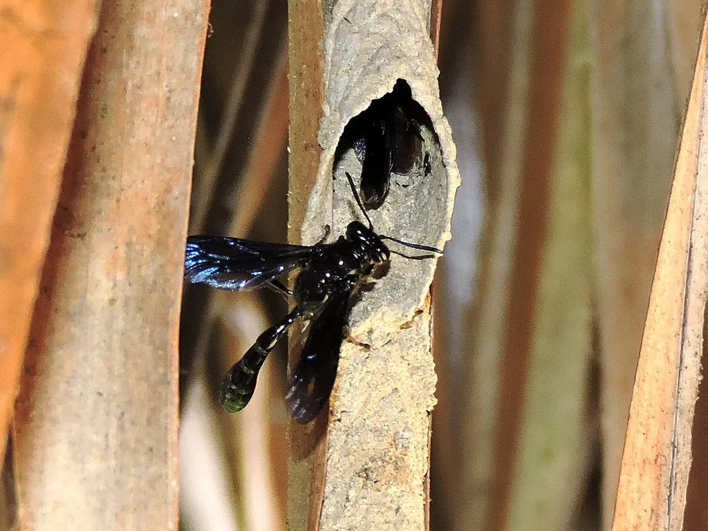 Pipe Organ Mud Dauber - photo 2