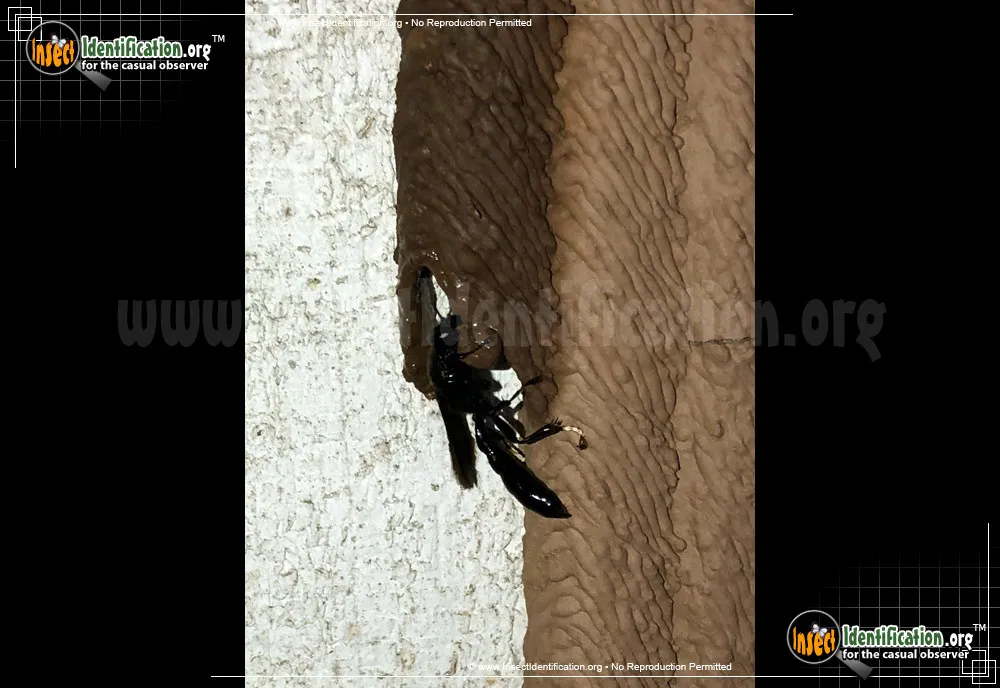 Pipe Organ Mud Dauber - photo 5