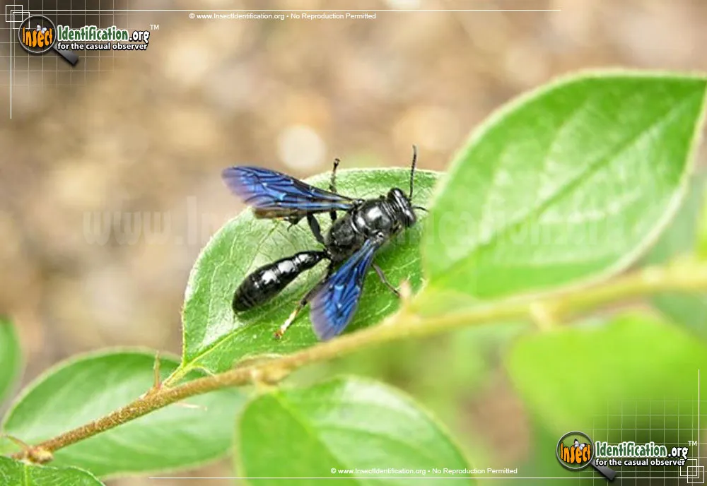 Pipe Organ Mud Dauber - photo 7