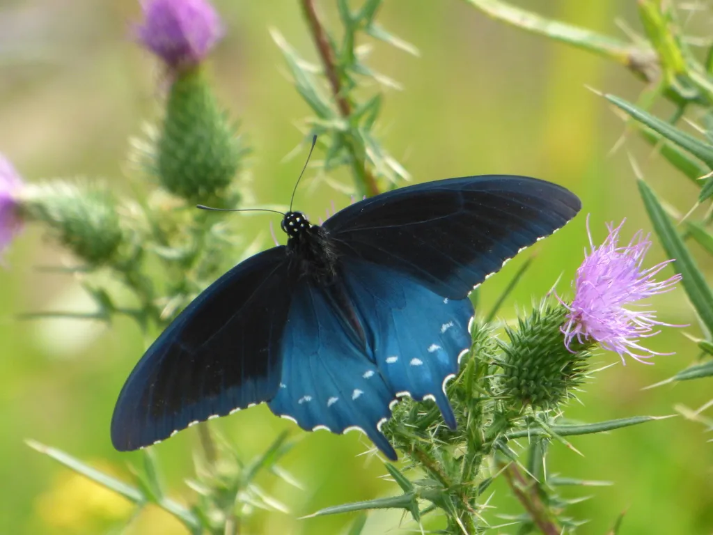 Pipevine Swallowtail - photo 2