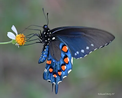 Pipevine Swallowtail - photo 3