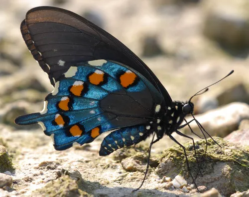 Pipevine Swallowtail - photo 4