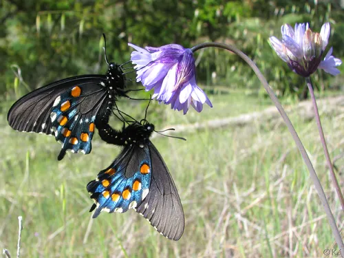 Pipevine Swallowtail - photo 5