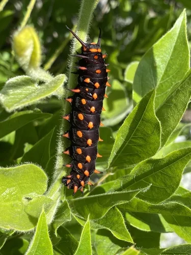 Pipevine Swallowtail - photo 6