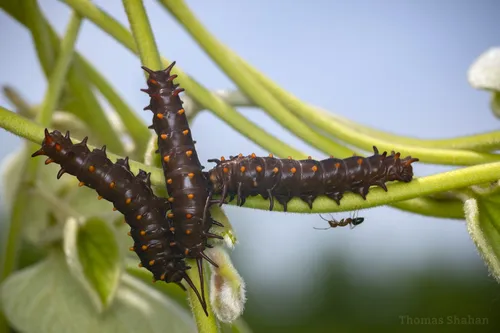 Pipevine Swallowtail - photo 7