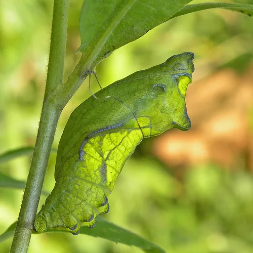 Pipevine Swallowtail - photo 8