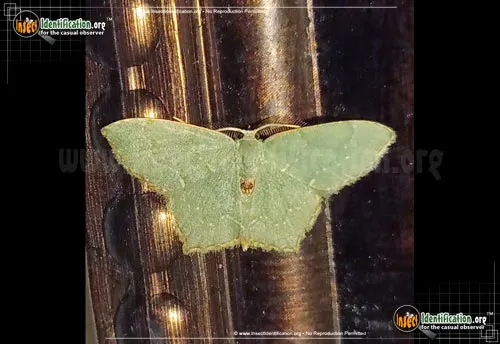 Pistachio Emerald Moth - photo 2
