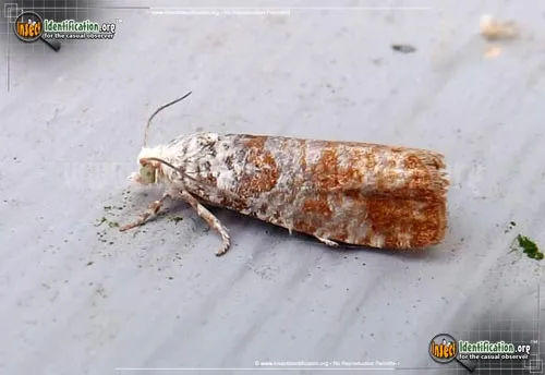 Pitch Twig Moth - photo 2