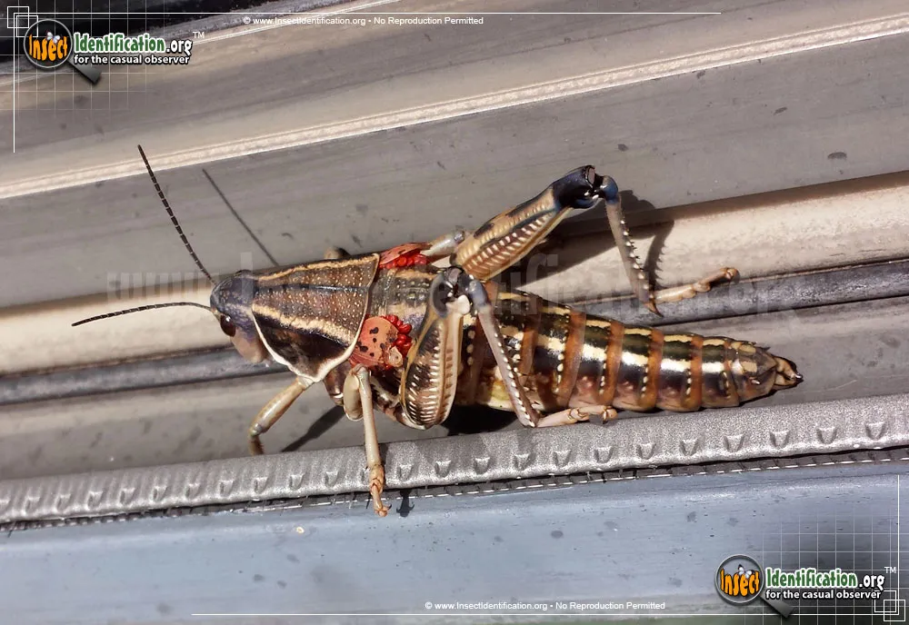 Plains Lubber Grasshopper