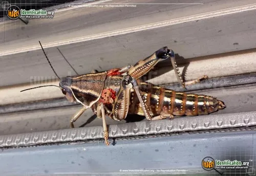 Plains Lubber Grasshopper - photo 2