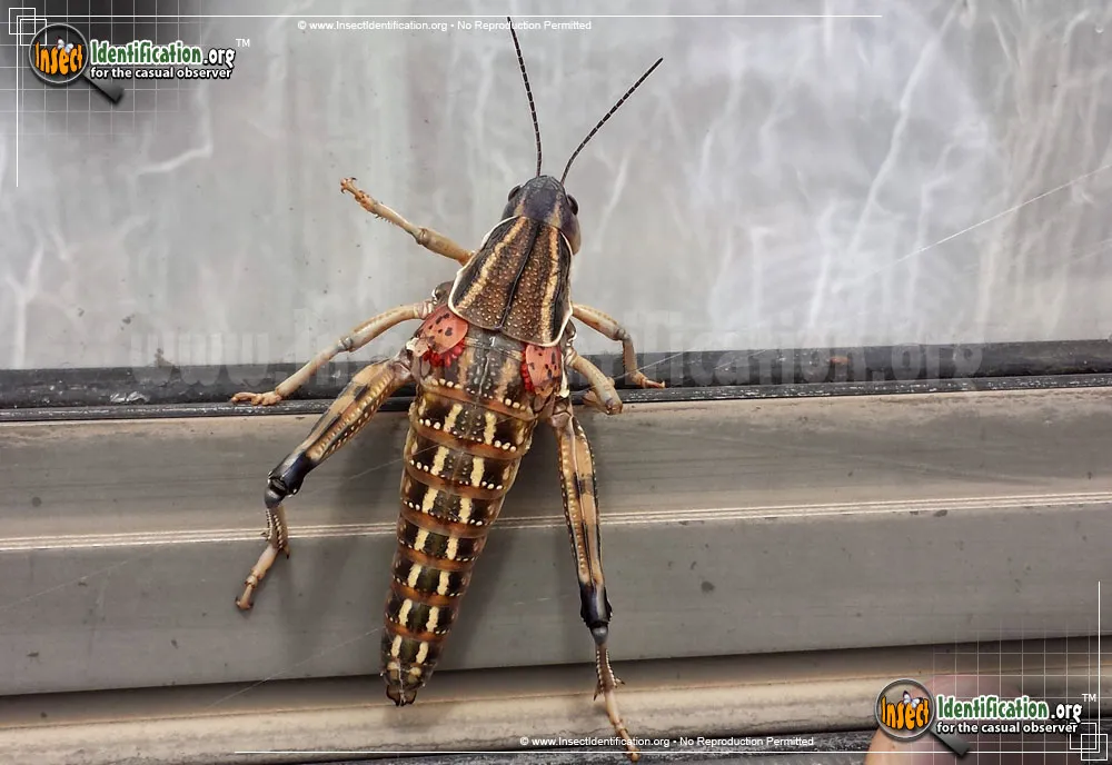 Plains Lubber Grasshopper - photo 3