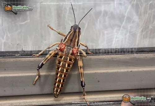 Plains Lubber Grasshopper - photo 4