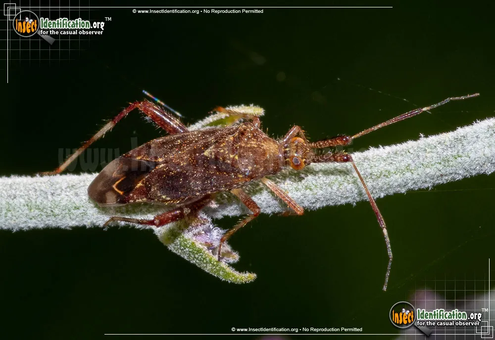 Plant Bug - Neurocolpus spp.