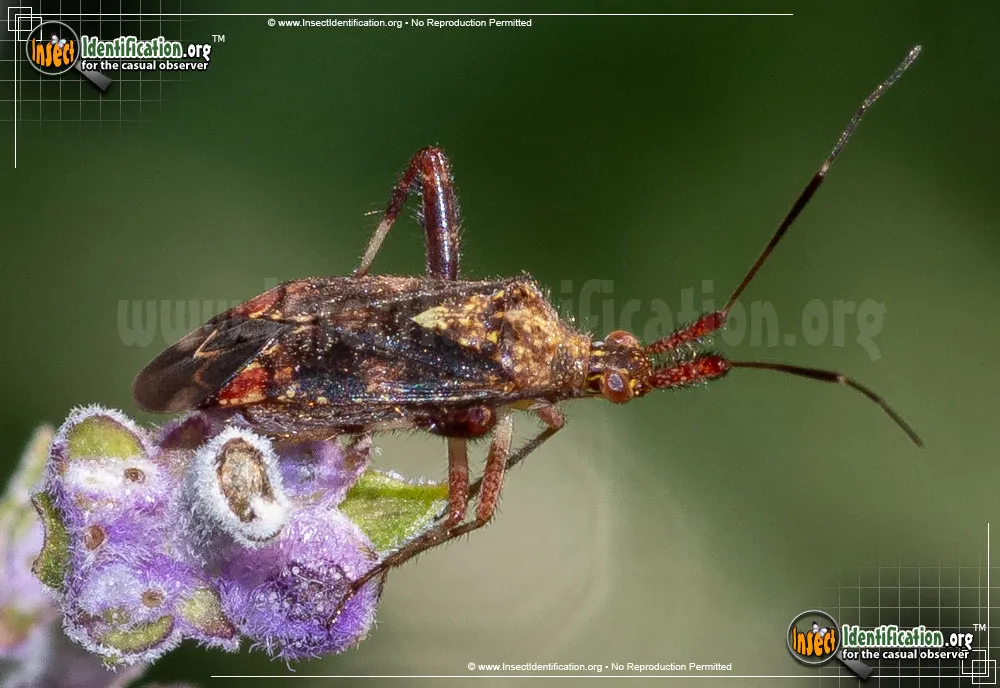 Plant Bug - photo 3