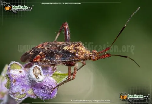 Plant Bug - photo 4