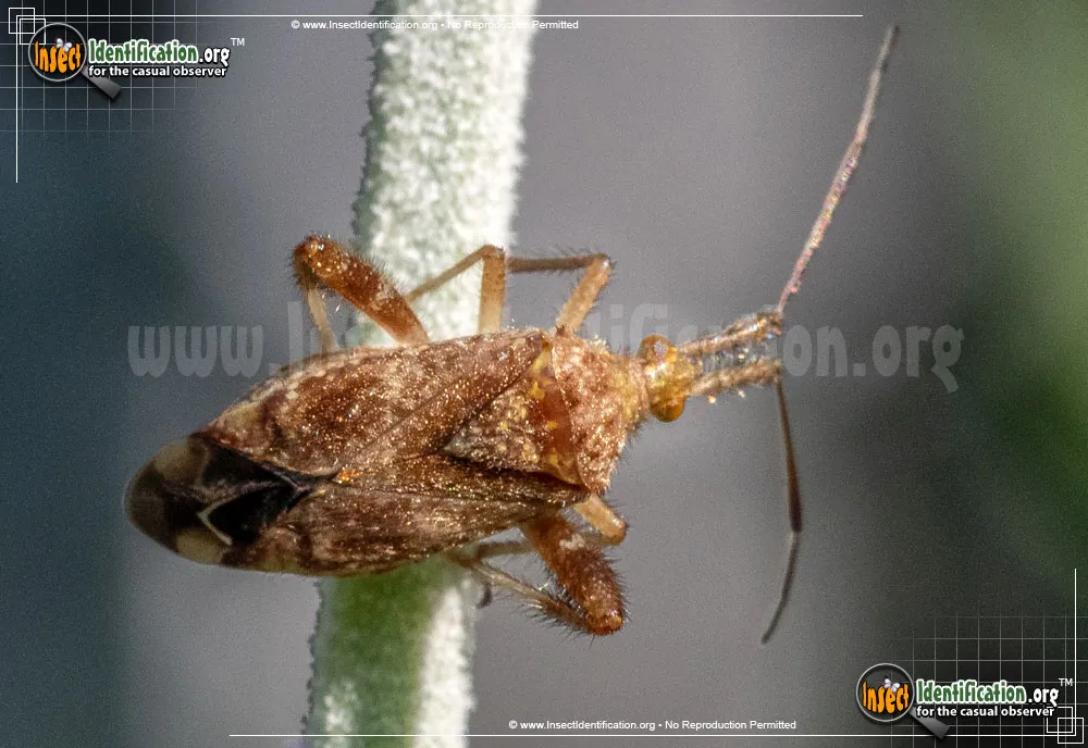 Plant Bug - photo 5