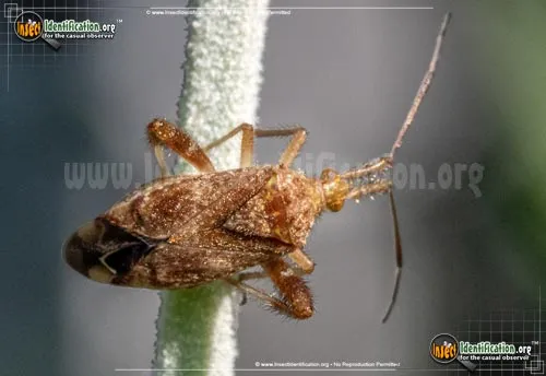 Plant Bug - photo 6