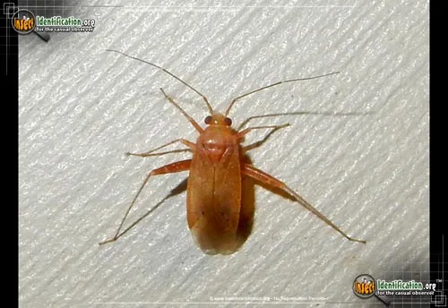 Plant Bug - photo 2