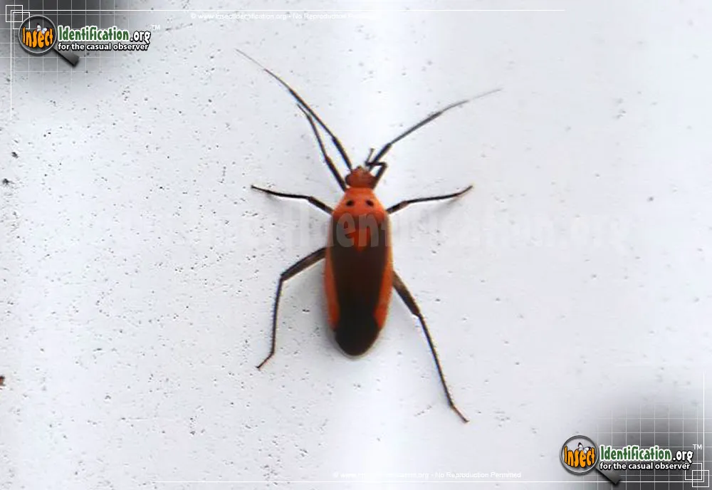 Plant Bug