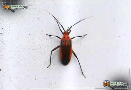 Plant Bug - photo 2