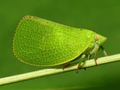 Planthopper