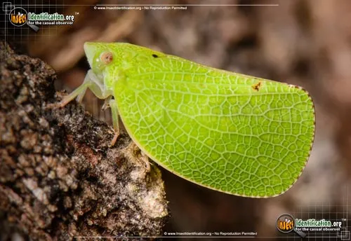 Planthopper - photo 3