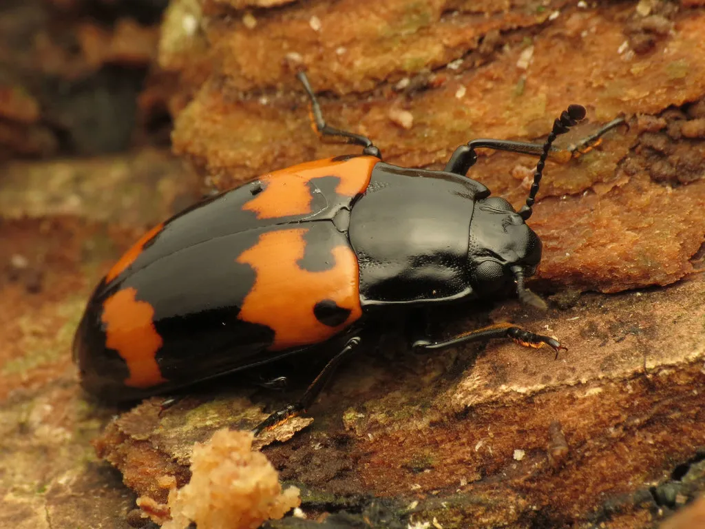 Pleasing Fungus Beetle - photo 2