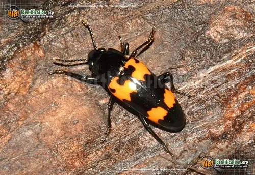 Pleasing Fungus Beetle - photo 3