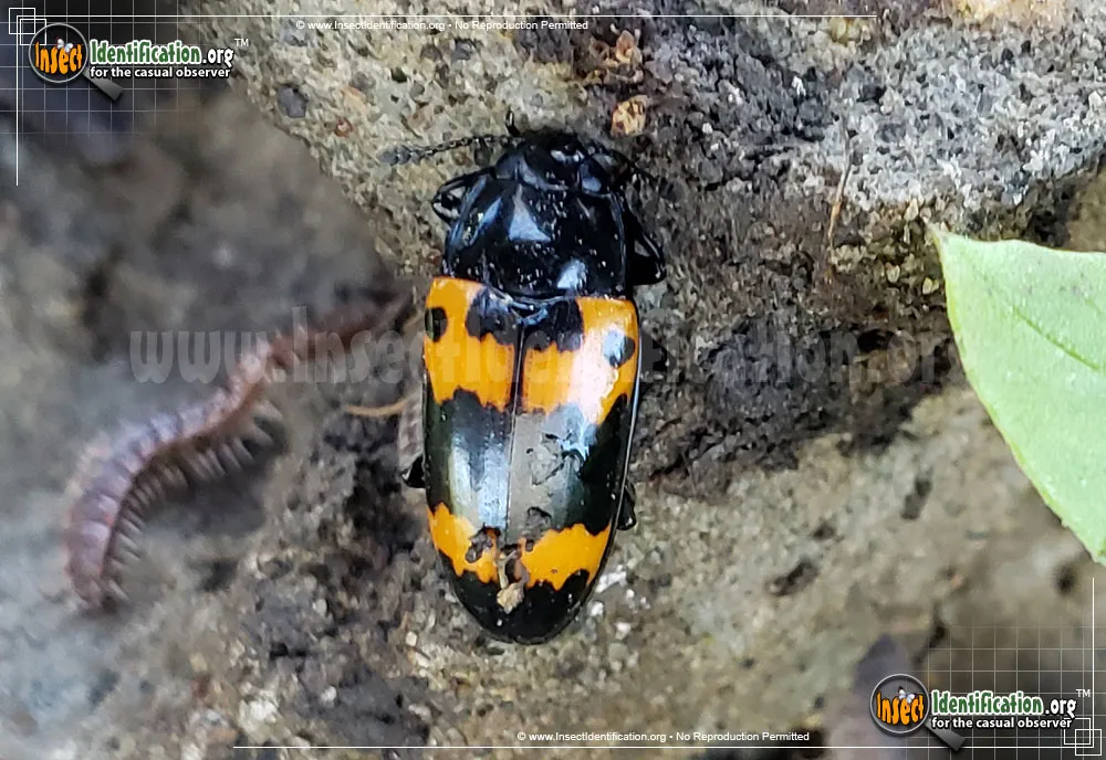 Pleasing Fungus Beetle - photo 4