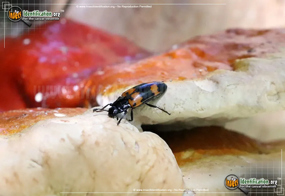 Pleasing Fungus Beetle - photo 6