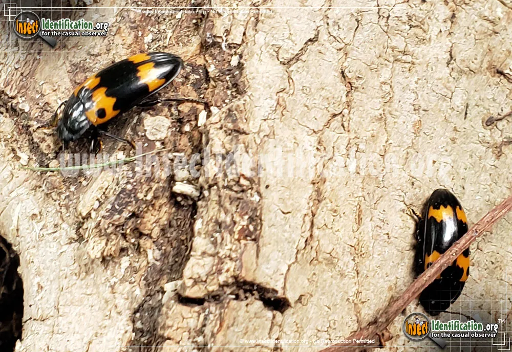 Pleasing Fungus Beetle - photo 7