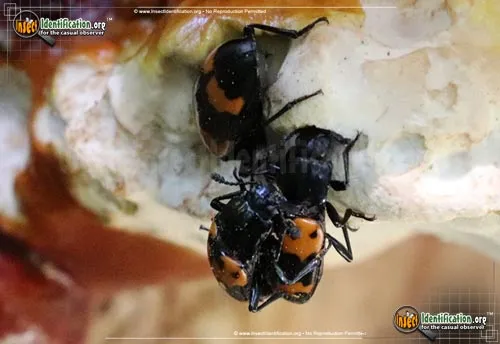 Pleasing Fungus Beetle - photo 8