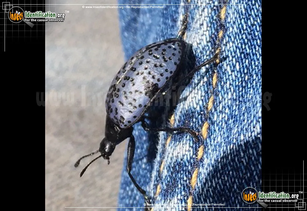 Pleasing Fungus Beetle - Gibbifer californicus