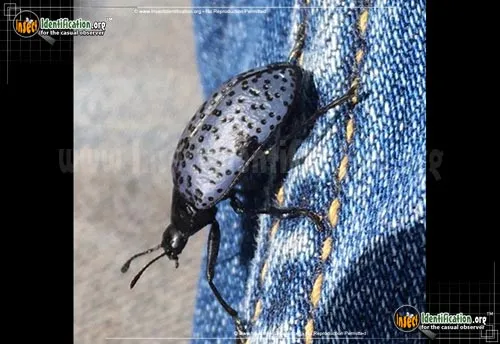 Pleasing Fungus Beetle - photo 2