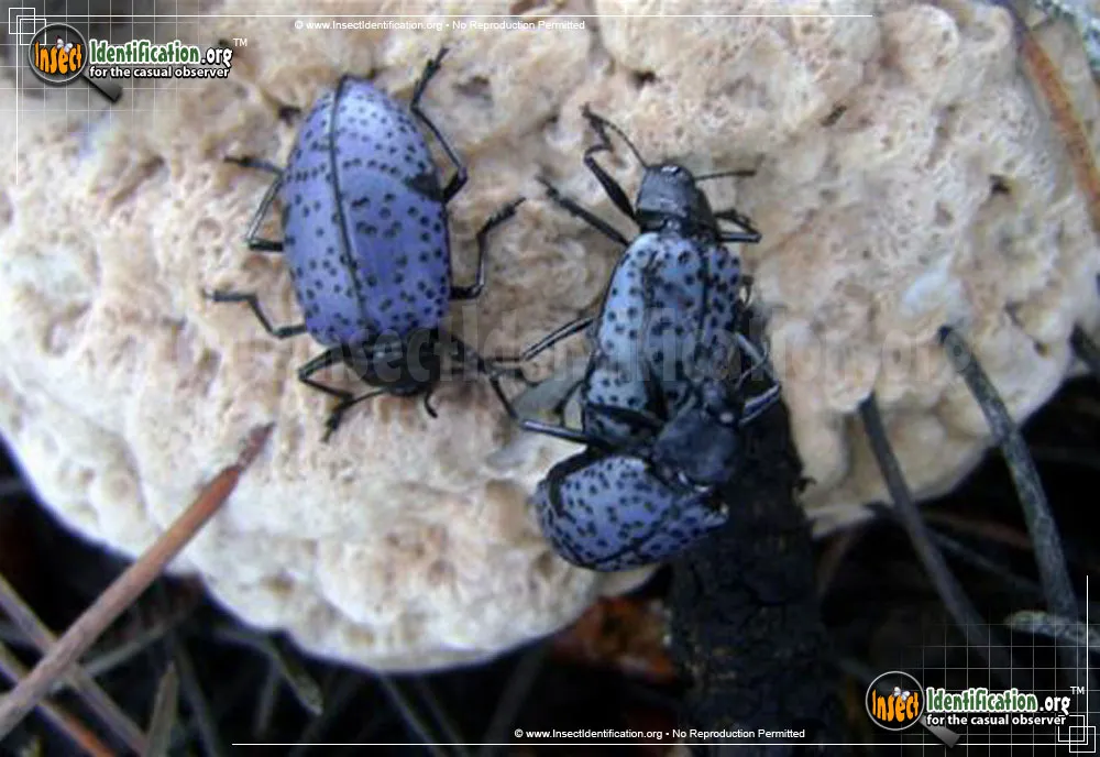 Pleasing Fungus Beetle - photo 3
