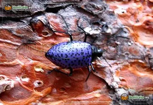 Pleasing Fungus Beetle - photo 6