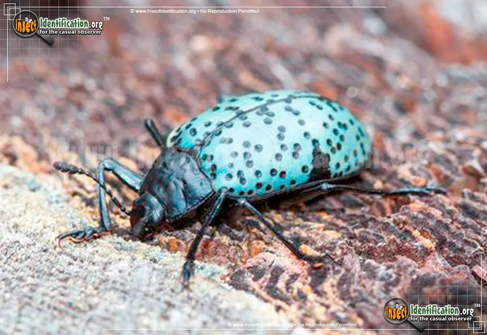 Pleasing Fungus Beetle - photo 7