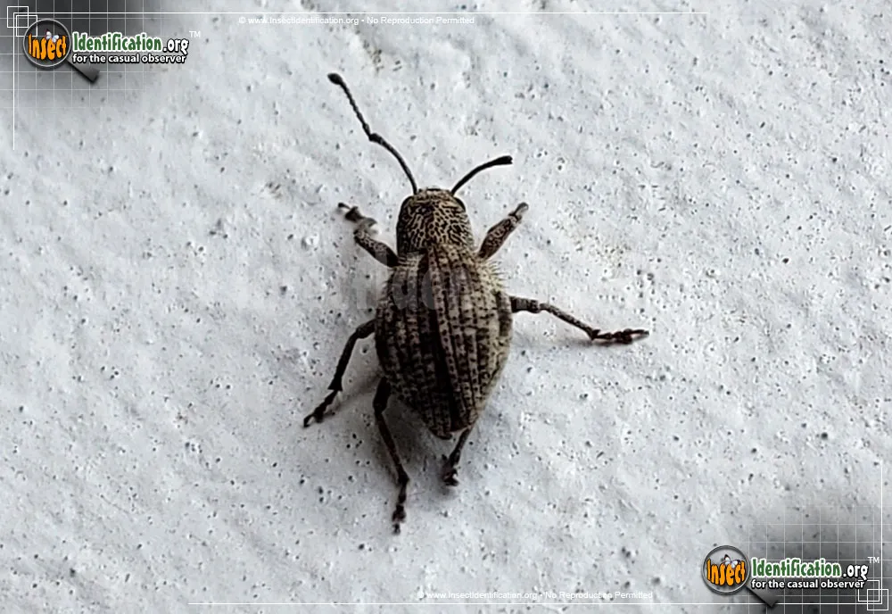 Plum Curculio