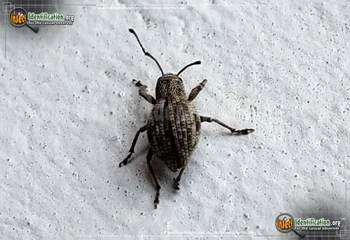 Plum Curculio - photo 2