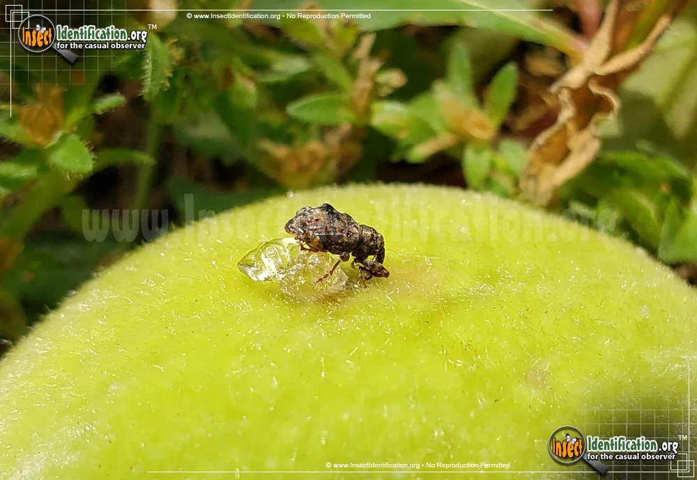 Plum Curculio - photo 3