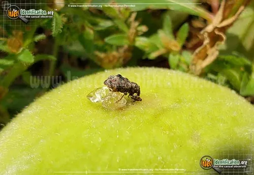 Plum Curculio - photo 4