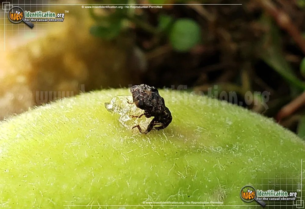 Plum Curculio - photo 5