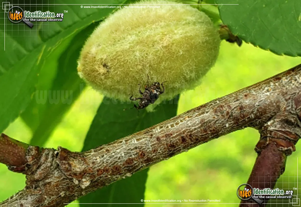 Plum Curculio - photo 7