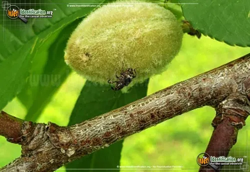 Plum Curculio - photo 8