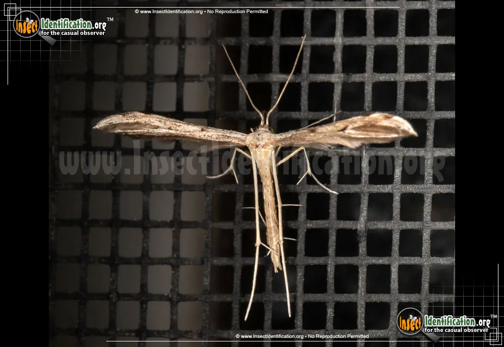 Plume Moth