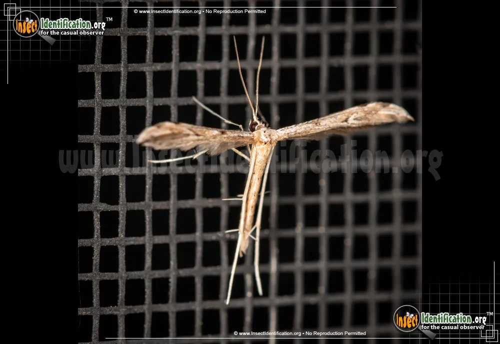 Plume Moth - photo 3
